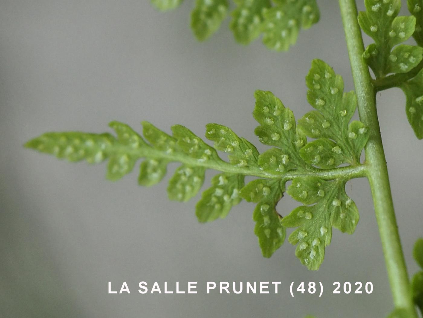 Fern, Brittle Bladder flower